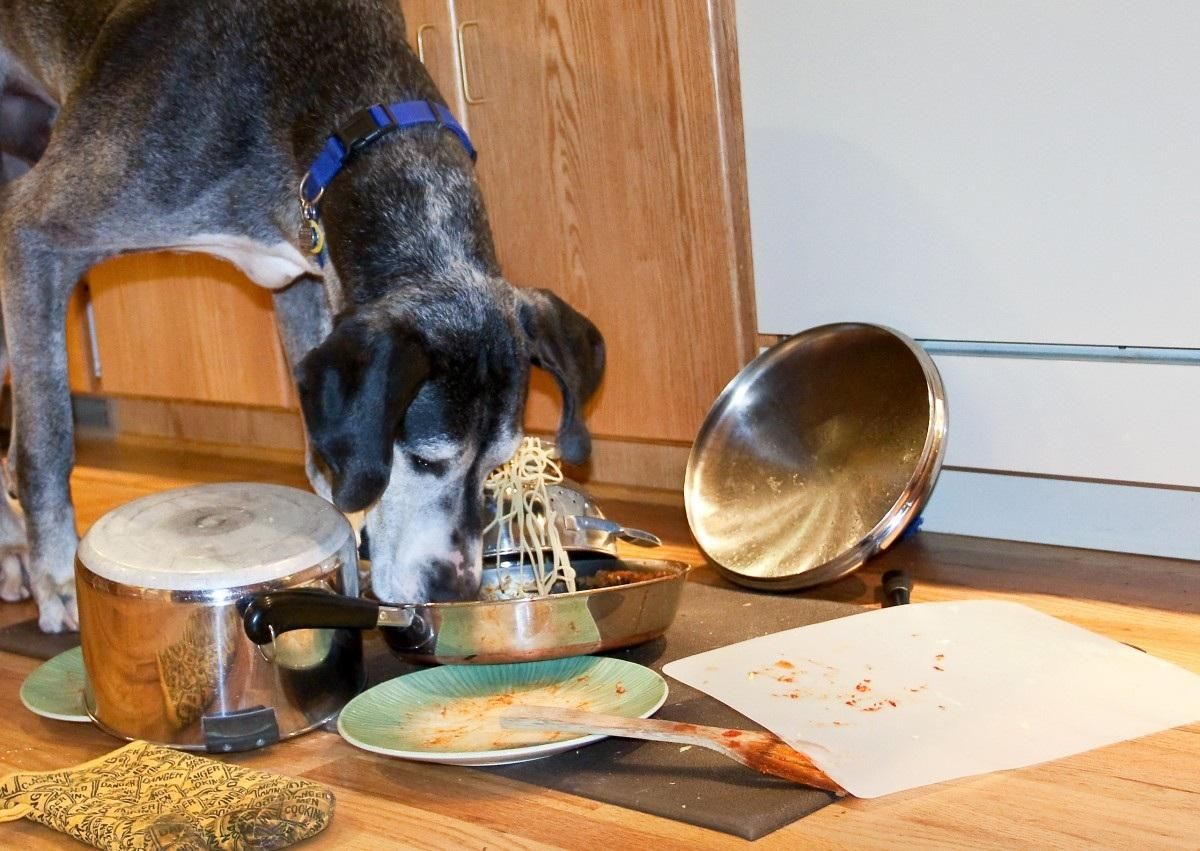 Як облаштувати кухню, коли є собака чи кіт - поради, фото