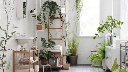 Рослини у ванній кімнаті: що вибрати