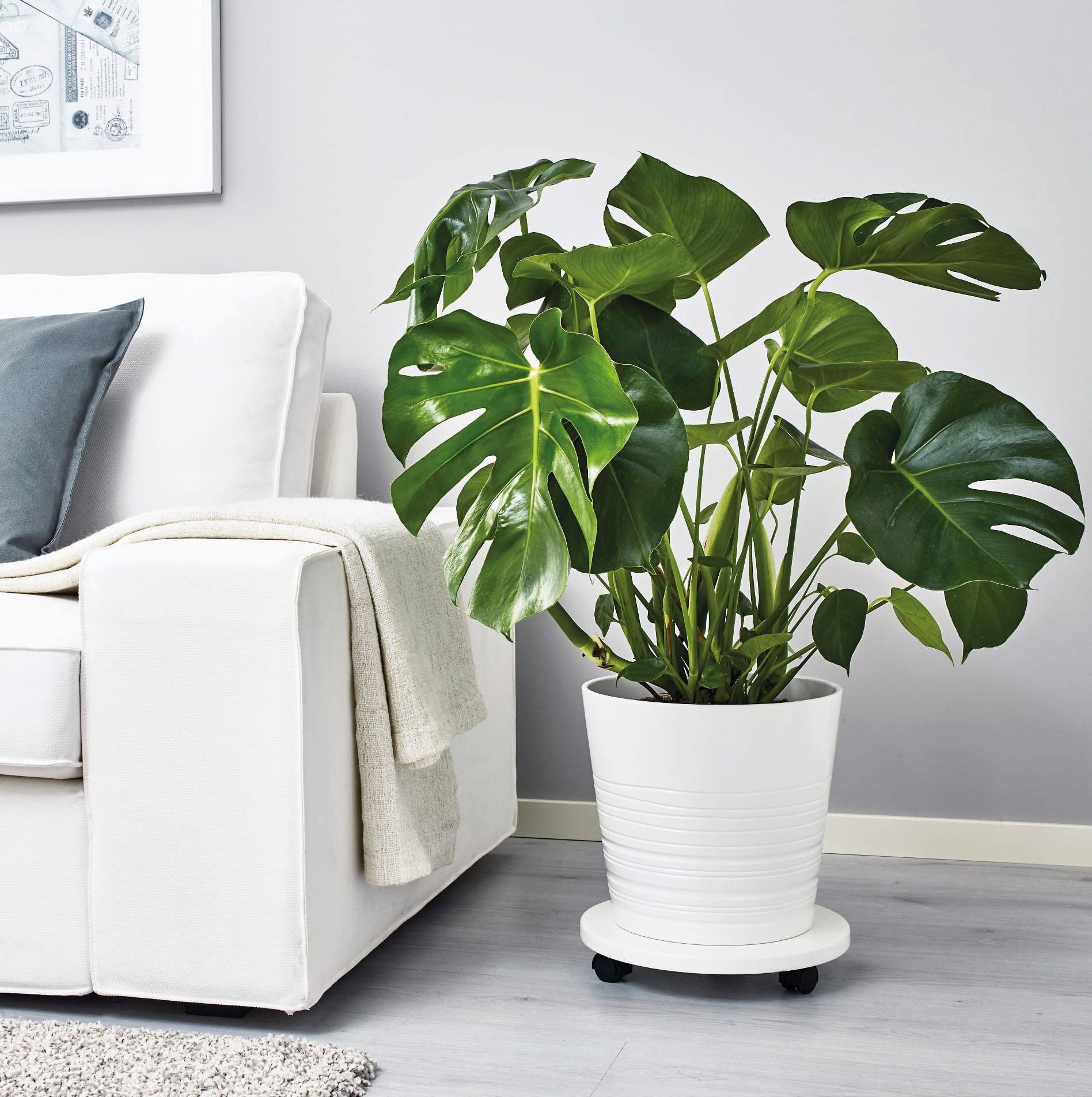 Які квіти не можна тримати вдома: 5 небезпечних рослин Які квіти не можна тримати вдома: 5 небезпечних рослин