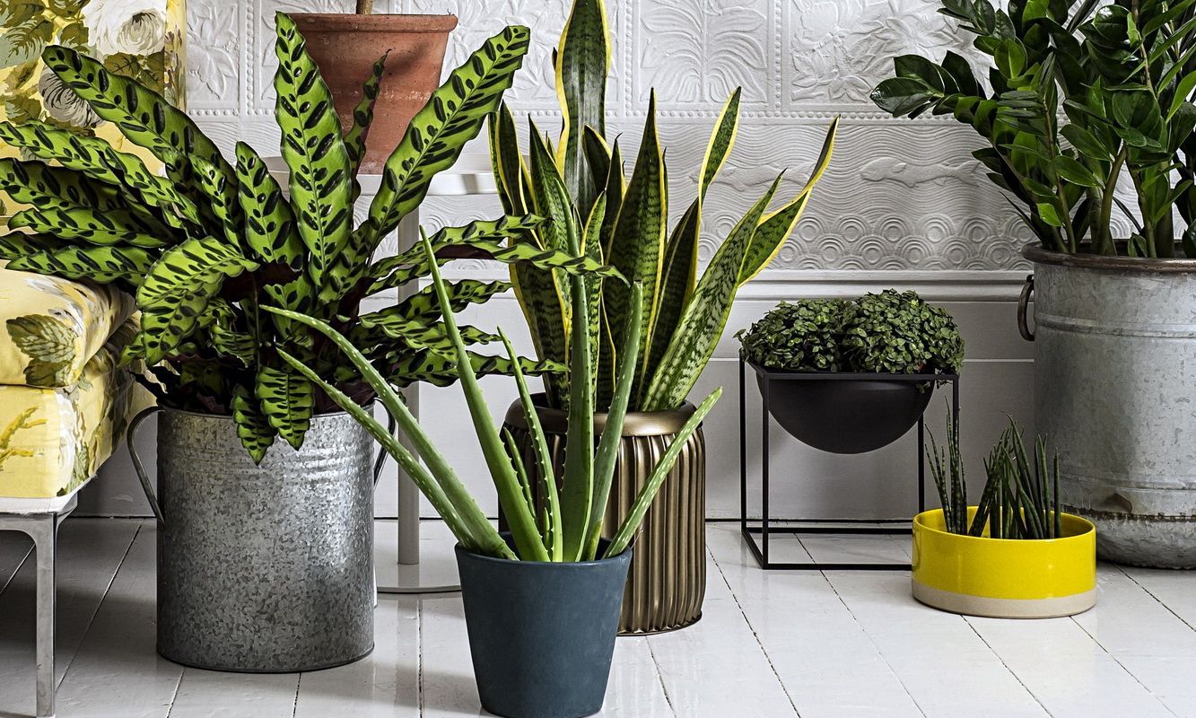 Як вписати живі рослини в інтер'єр квартири: кращі ідеї