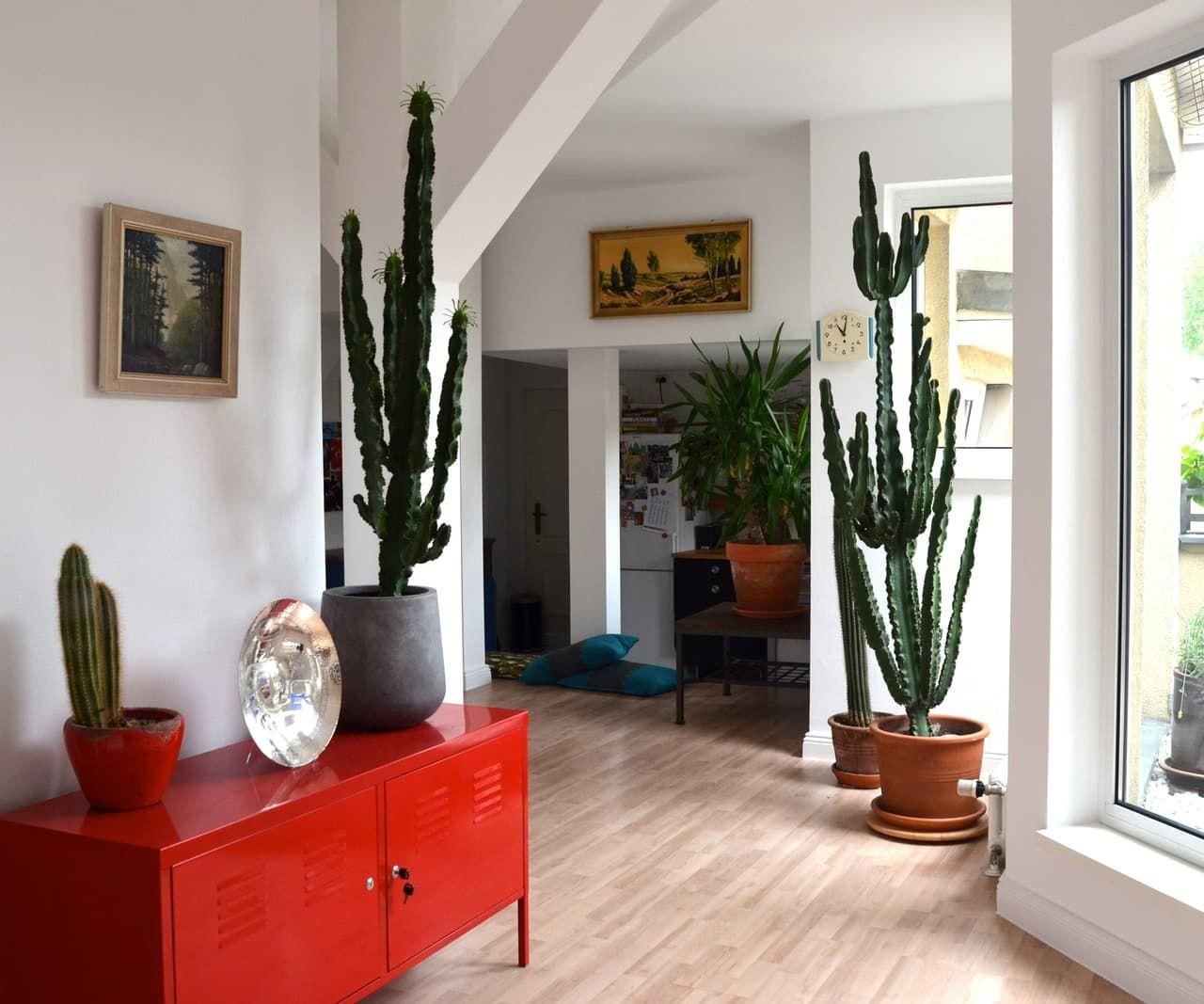 Самые красивые кактусы, которые приживутся в любом доме Самые красивые кактусы, которые приживутся в любом доме