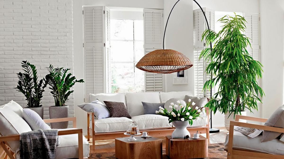 Зелені рослини в інтер'єрі: як зрозуміти, що їм погано Зелені рослини в інтер'єрі: як зрозуміти, що їм погано