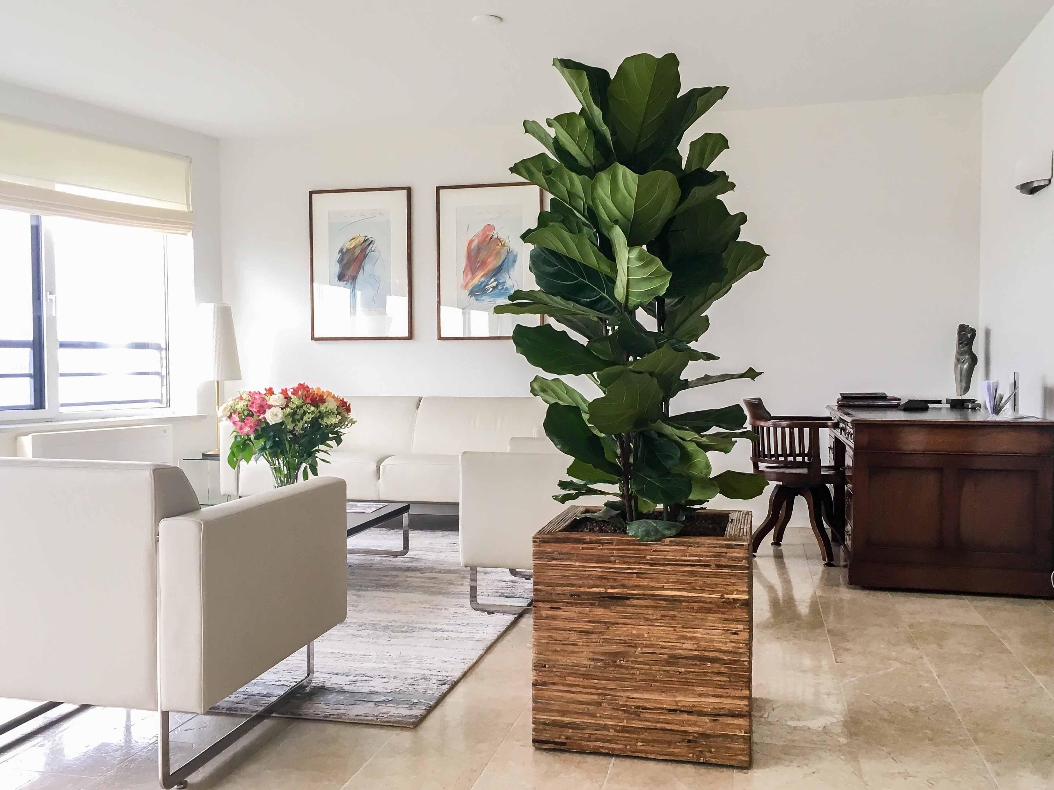 ТОП-3 самых лучших живых растения для дома ТОП-3 самых лучших живых растения для дома