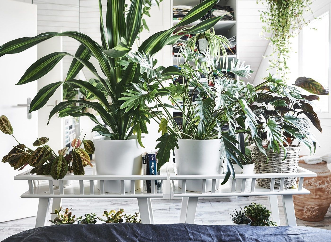 Зелені рослини в інтер'єрі: 5 квіток, які підійдуть новачкам Зелені рослини в інтер'єрі: 5 квіток, які підійдуть новачкам