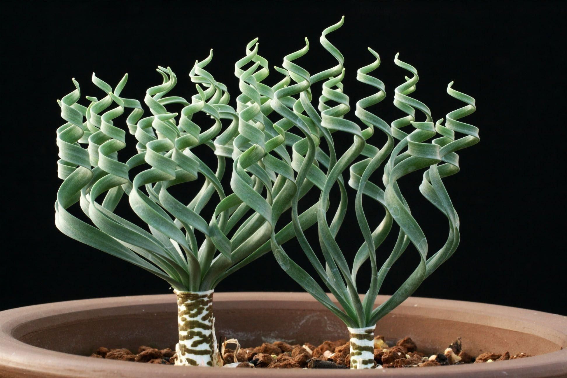 Необычные комнатные растения, которые поднимут настроение: ТОП-3 - фото