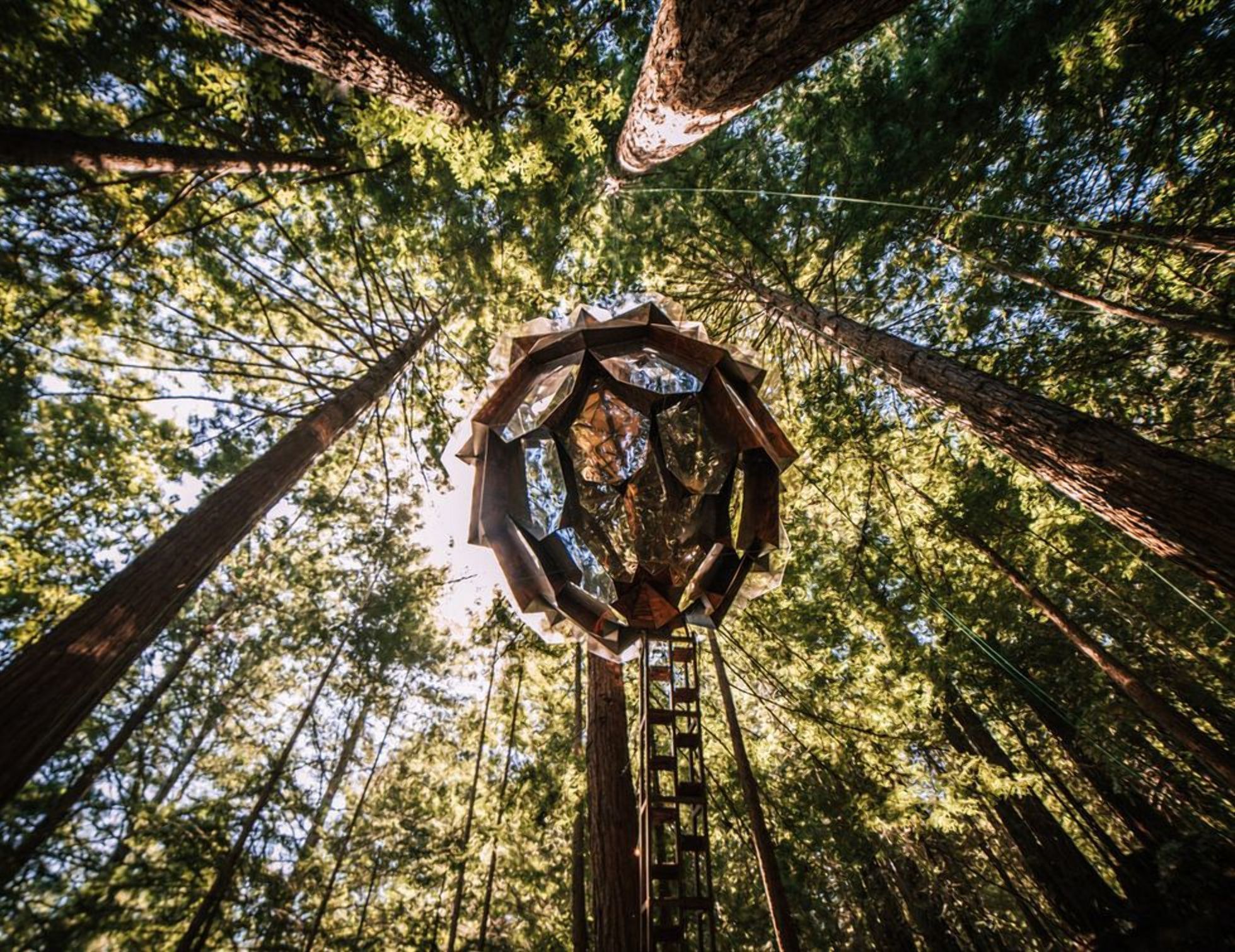Каюта-ананас для сна в лесу: как выглядит современный домик на деревеВ США создали уникальную - Недвижимость