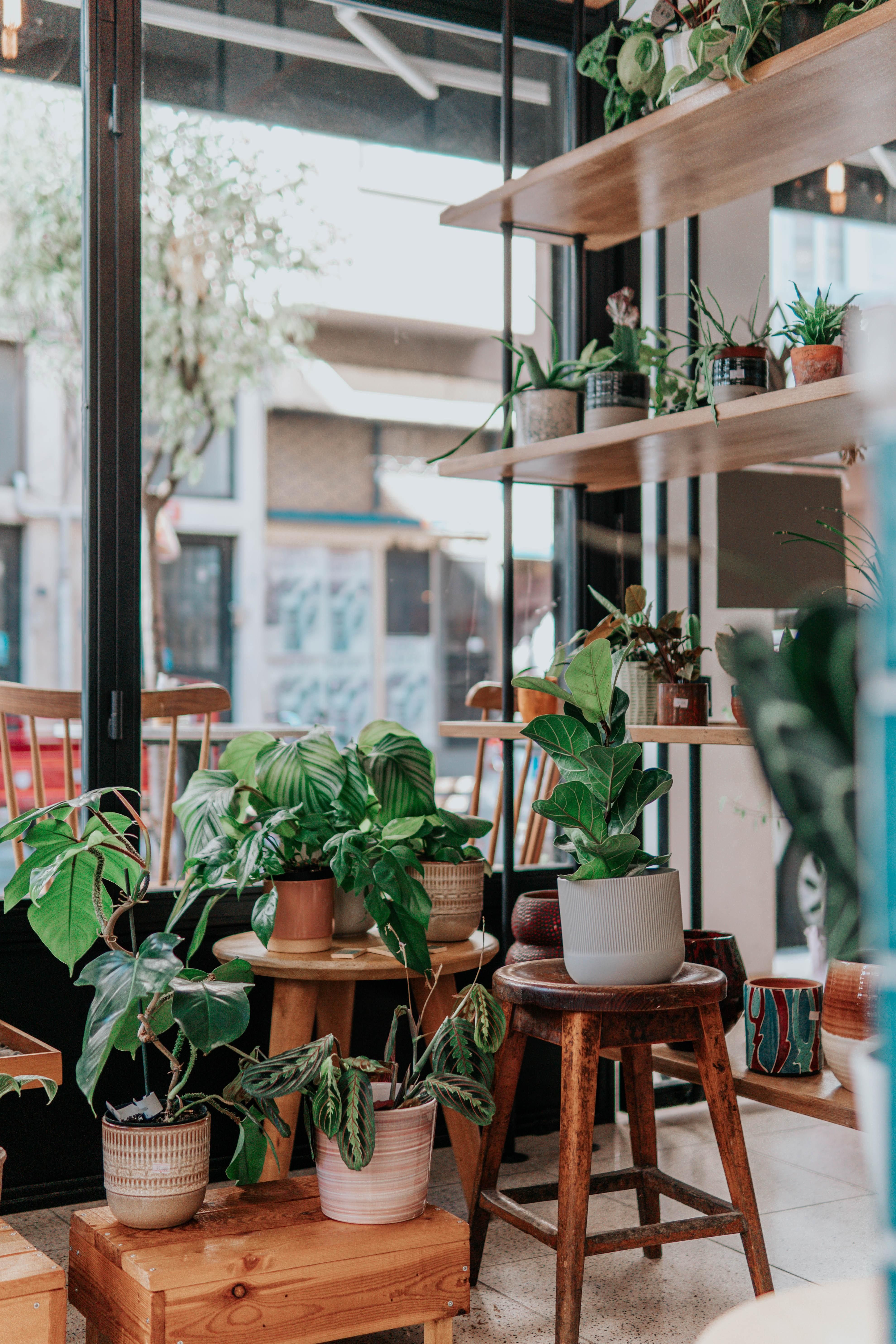 Найкращі рослини для дому за версією Google: поради найвідомішої пошукової системи у світі - Нерухомість Найкращі рослини для дому за версією Google: поради найвідомішої пошукової системи у світі - Нерухомість