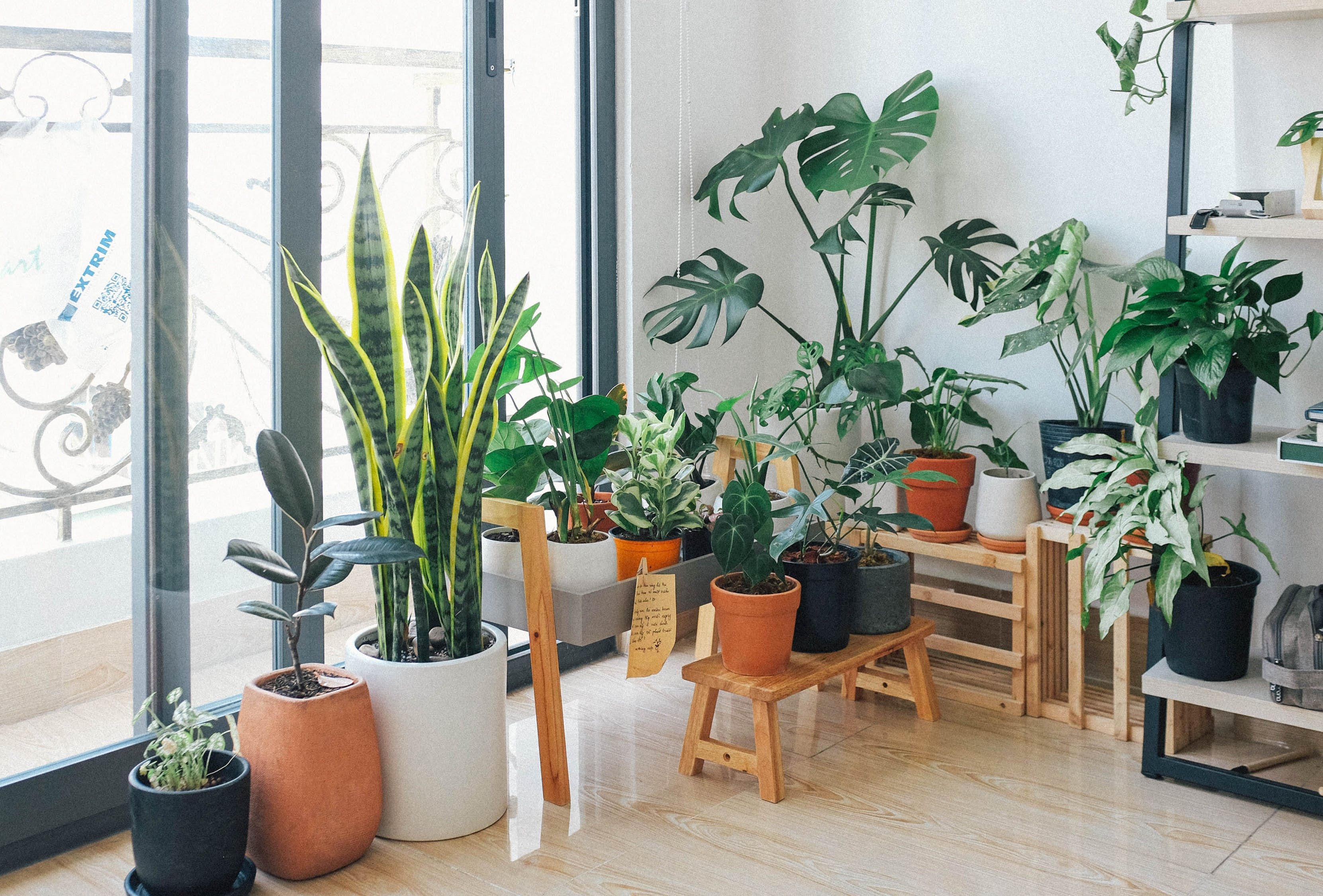 7 комнатных растений, которым нужно больше света в осенне-зимний период - Недвижимость