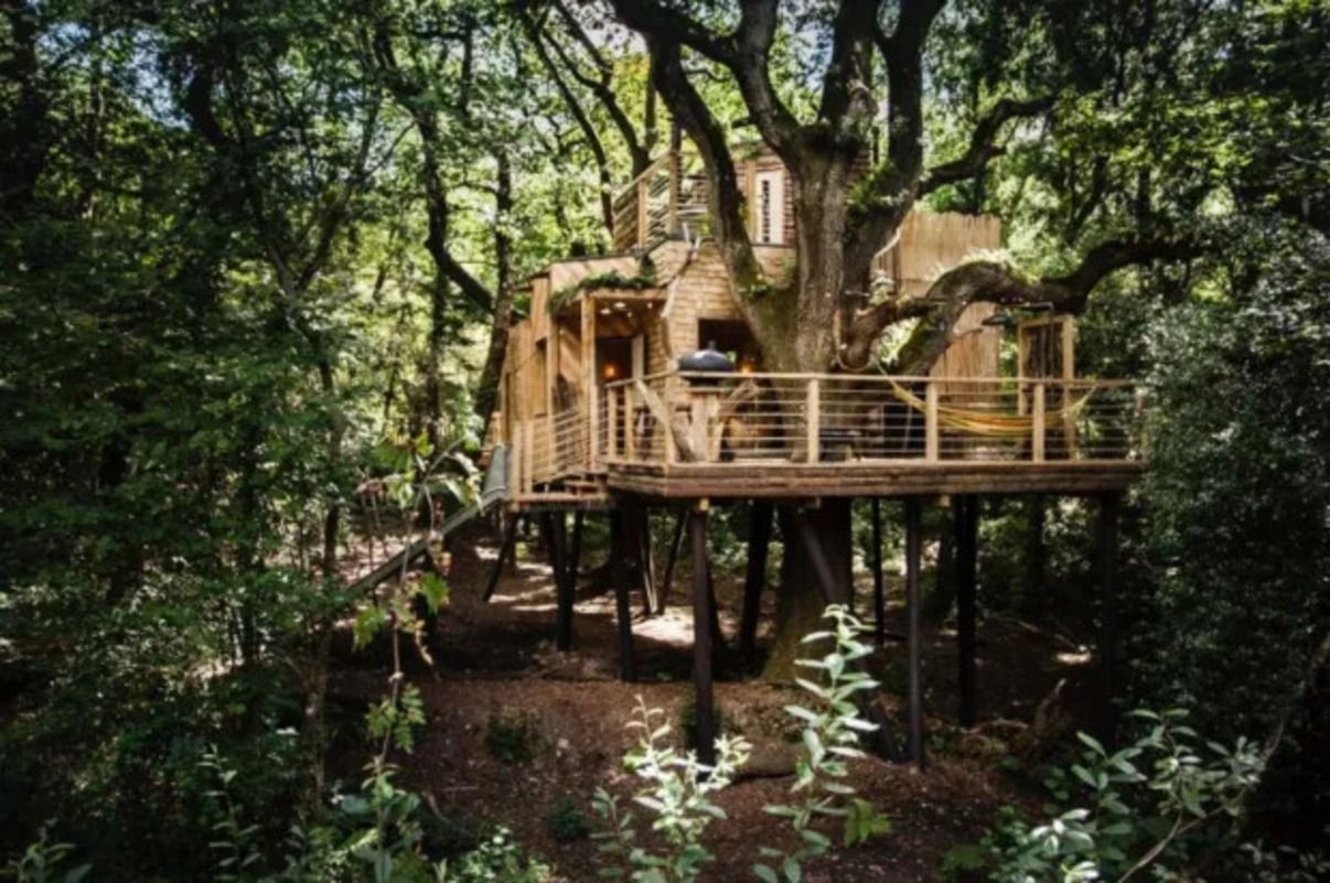 Настоящий дом на дереве - как выглядит, сколько стоит аренда - Недвижимость