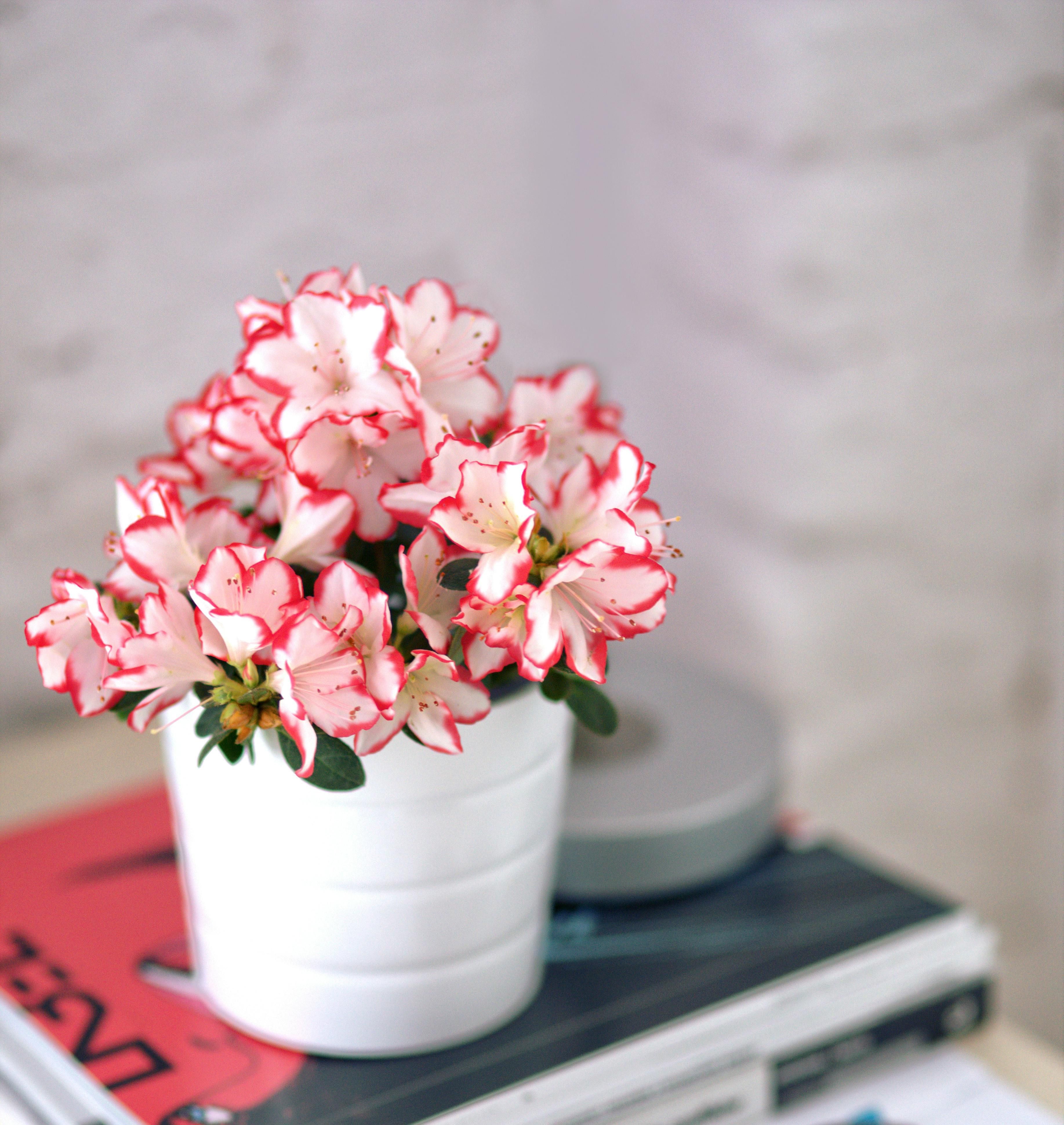 Азалия - почему ее считают цветком смерти - в чем опасность - Недвижимость Азалия - почему ее считают цветком смерти - в чем опасность - Недвижимость